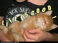 funny-pictures-lolcats-isnt-it-just.jpg