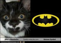 funny-pictures-this-kittys-moustache-totally-looks-like-the-batman-symbol.jpg