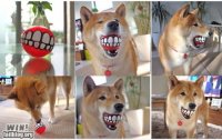 epic-win-photos-win-dog-toy-win.jpg