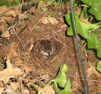 Carolina Wren nest.jpg