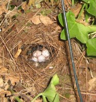 Nest with eggs.jpg