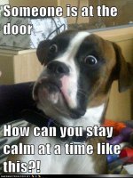 funny-dog-pictures-someone-is-at-the-door-how-can-you-stay-calm-at-a-time-like-this.jpg