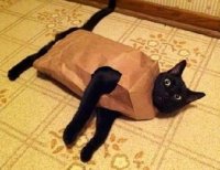 cat in the bag.jpg