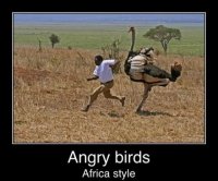 angry bird.jpg