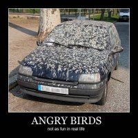 angry-birds-and-a-car.jpg