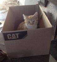 cat in cat box.jpg