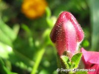 snapdragon.jpg