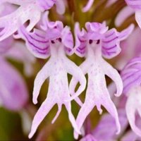 orchis.jpg