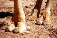 Camel.jpg