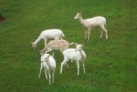 fallow deer.jpg