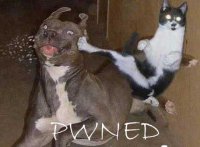 ninja-cat-owns-pitbull-dog.jpg