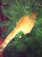 cat intree.jpg