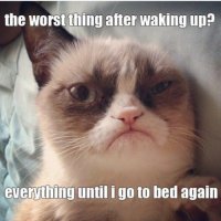 grumpy cat waking up.jpg