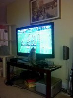 cat football.jpg