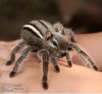 spid.jpg