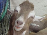 LaughingGoat.jpg