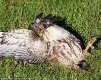 hawk.jpg