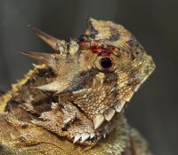 horny toad.jpg
