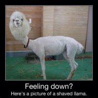 llama.jpg