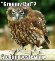 grumpy cat owl.jpg