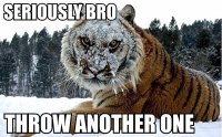 seriously-bro-throw-another-one-tiger.jpg