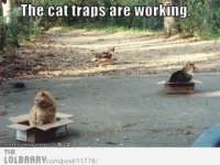 cat traps.jpg