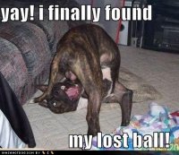 funny_dog_pictures_found_lost_ball_funny_pictures-s460x396-37798-580.jpg