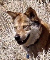 CoydogKaweah5.jpg