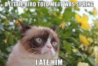 grumpy cat little bird.jpg