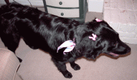 sammie-bows.gif