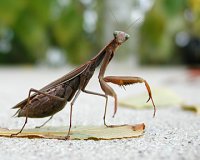 mantis1.jpg