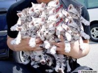 CAT armful-kittens.jpg