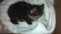 2013-05-19_Kitten1.jpg