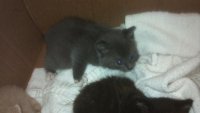 2013-05-19_Kitten2_3.jpg