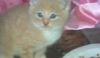 2013-05-20_Kitten.jpg