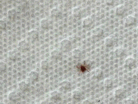 Copy of image.GIF