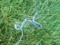 Blue Snake.jpg