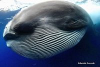 Brydeswhale2.jpg