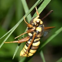 ClearWing Hornet Moth.jpg