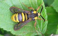 hornet-moth.jpg