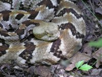 timber rattler.jpg