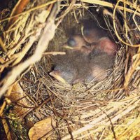 Carolina Wren babies.jpg