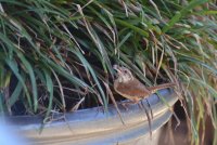 Carolina Wren 2.jpg