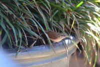 Carolina Wren 3.jpg