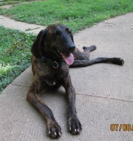 Penny the Plott Hound.jpg