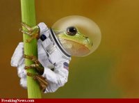 Frog--27977.jpg