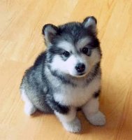 pomsky puppies.jpg