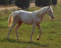 Mickey as a yearling.jpg