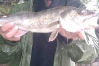 walleye1.jpg