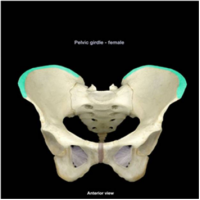 iliac_crest1331080456098.png